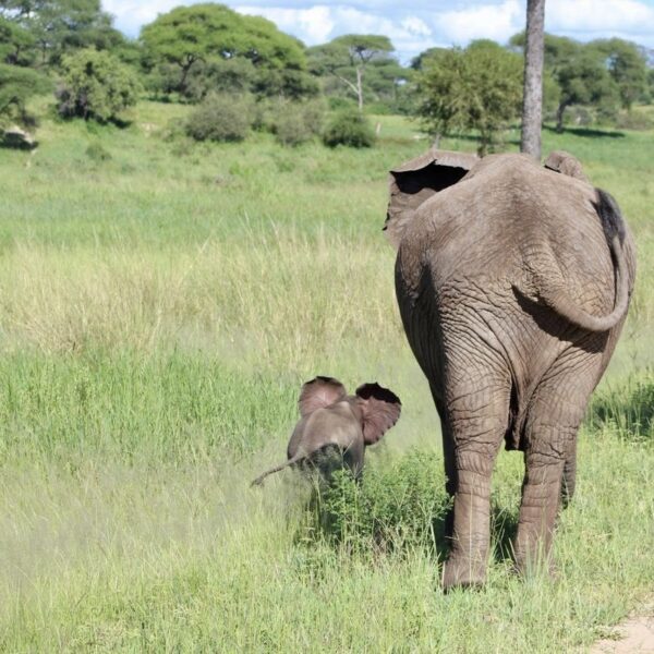 Tarangire