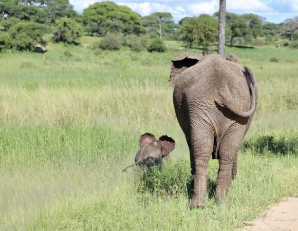 Tarangire National Park Day Safari