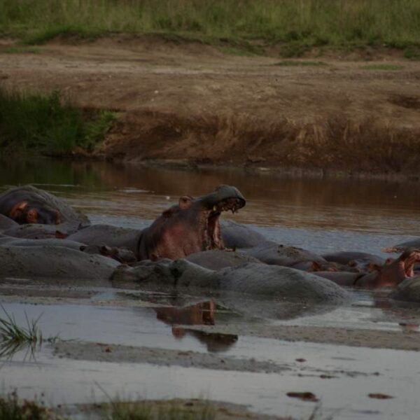Hippo in Ngorongoro during 6 days Tanzania safari