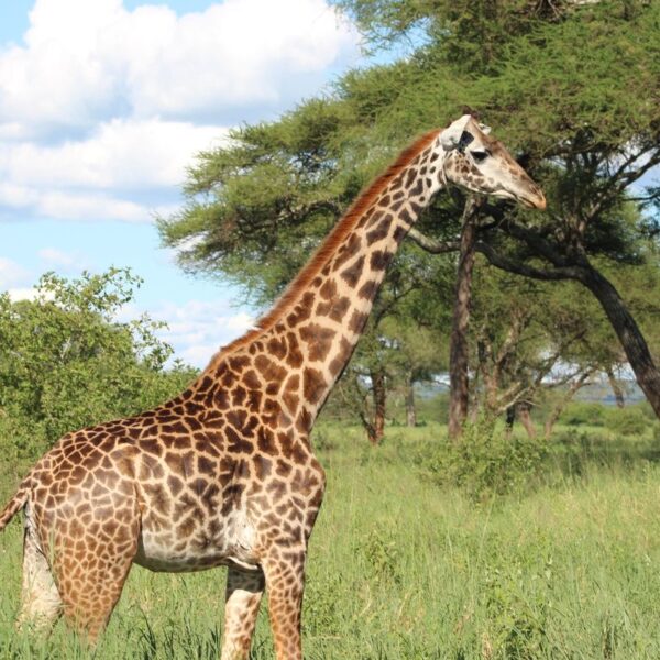 Giraffe at Lake Manyara National Park