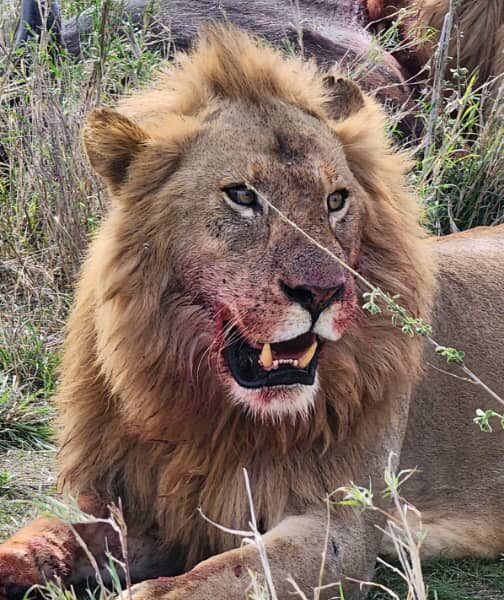 Lion after hunting