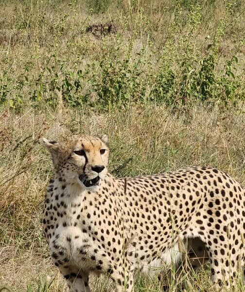 the fastest animal in the world at Ngorongoro crater