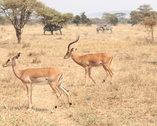 Impala At Ngorongoro