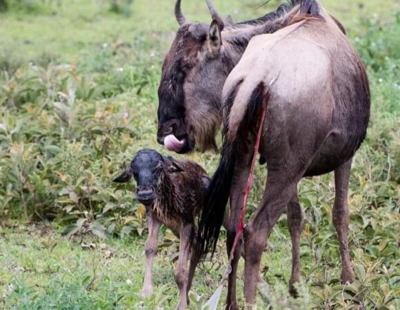 4 Days Tarangire & Serengeti Safari