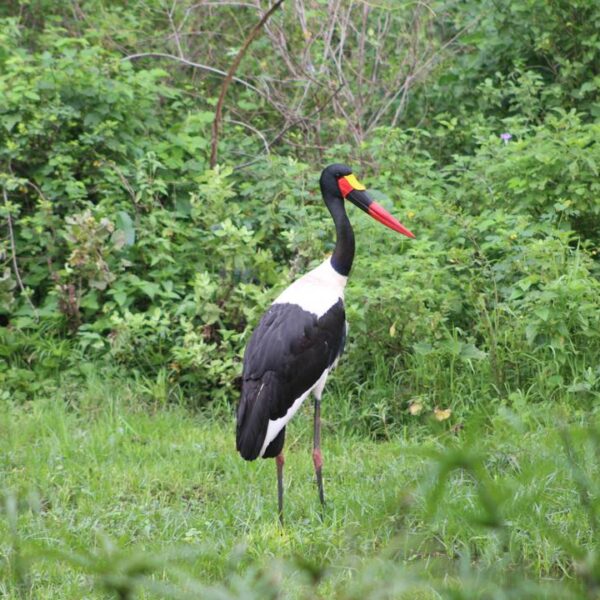 4 Days Ngorongoro & Serengeti Safari