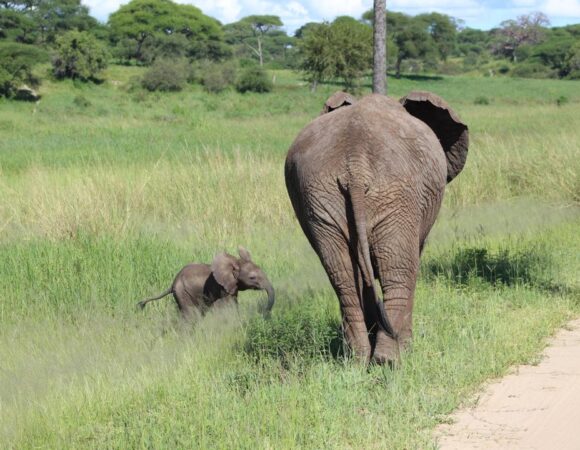 4 Days Tarangire, Ngorongoro & Serengeti Safari