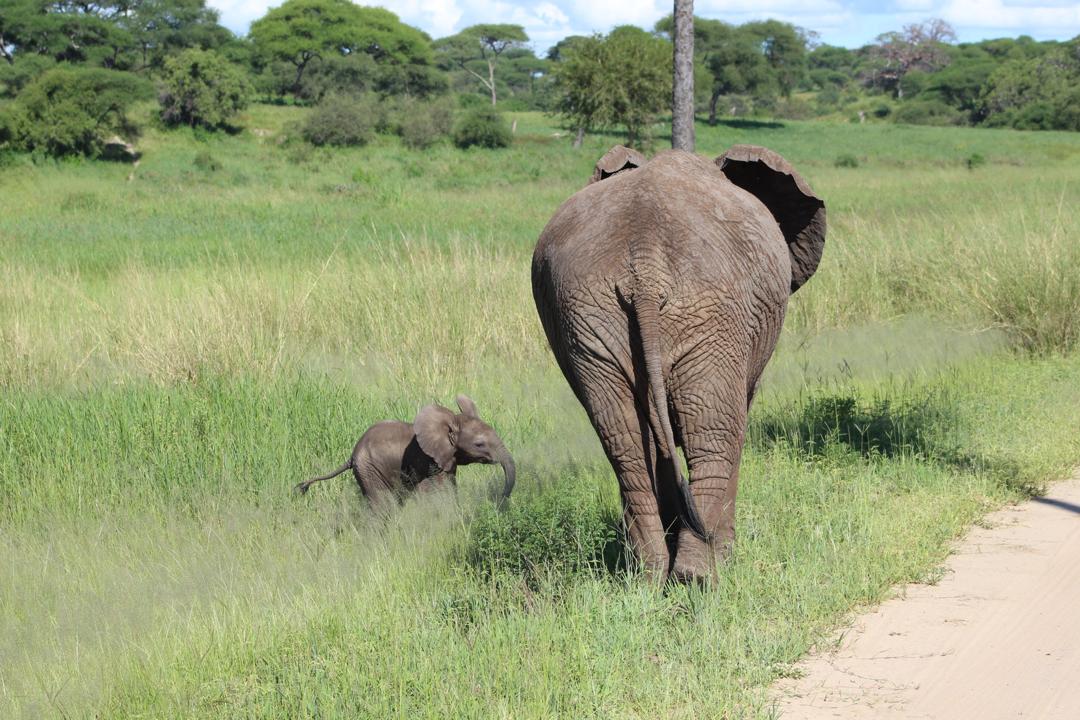 4 Days Tarangire, Ngorongoro & Serengeti Safari