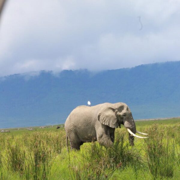 3Ã¢â‚¬â€˜Days Tarangire Ngorongoro & Manyara Safari