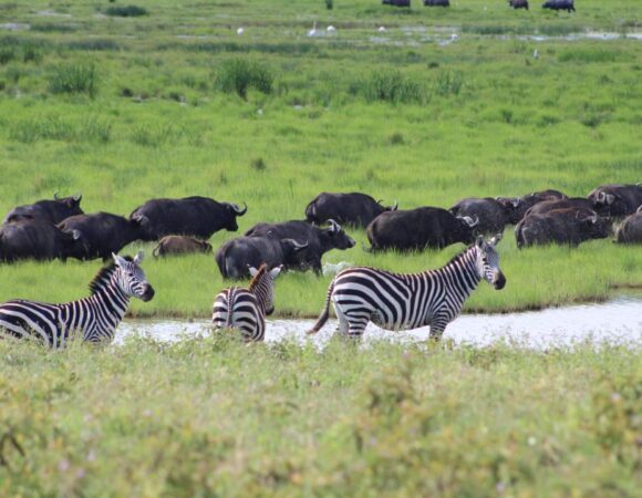 3 Days Tarangire & Serengeti Safari