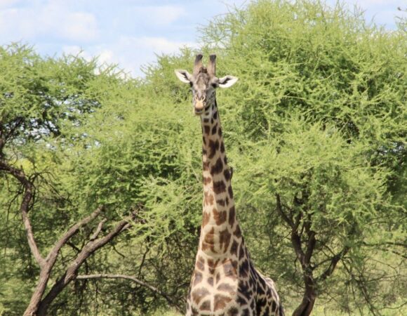 6 Days Tarangire, Ngorongoro, Serengeti & Culture Safari