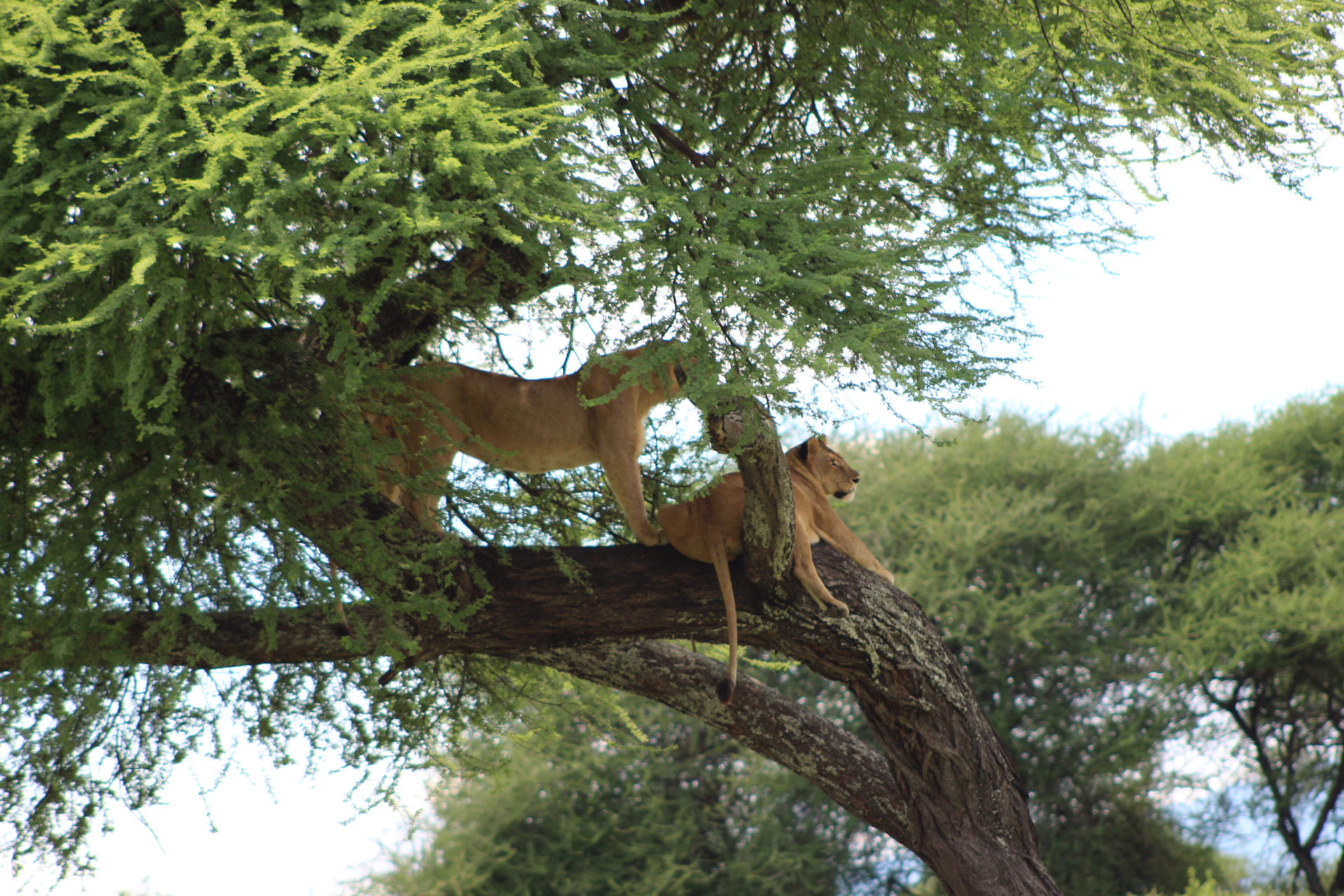 Lake Manyara National Park