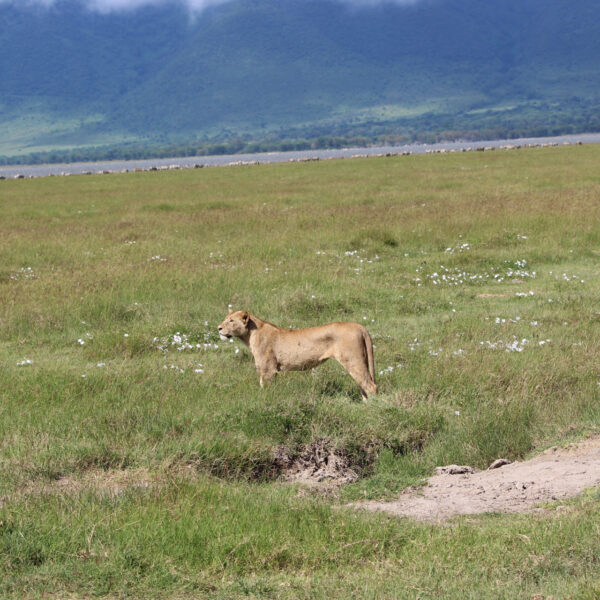 simba in ngorongoro