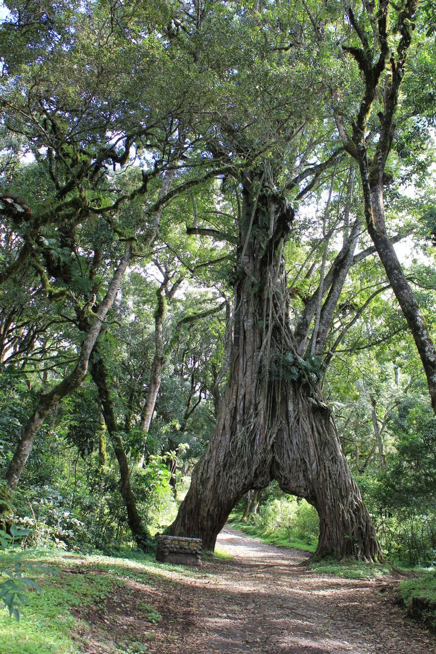 Arusha National Park Day Safari