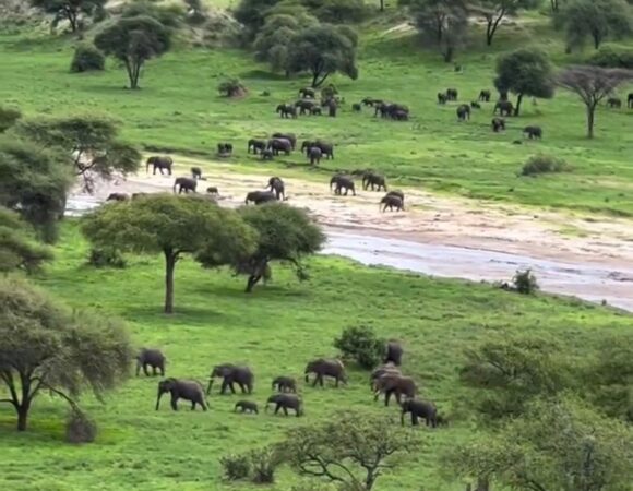 2 Days Tarangire & Manyara Safari