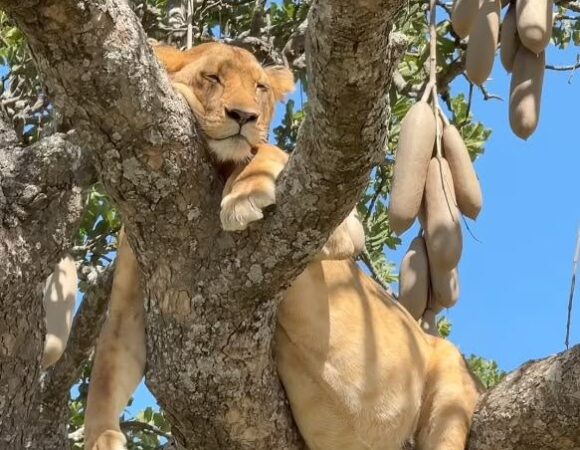 2-Days Lake Manyara & Ngorongoro Crater Safari