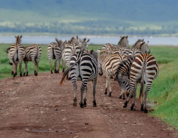 6 Days Tarangire, Ngorongoro & Serengeti Safari