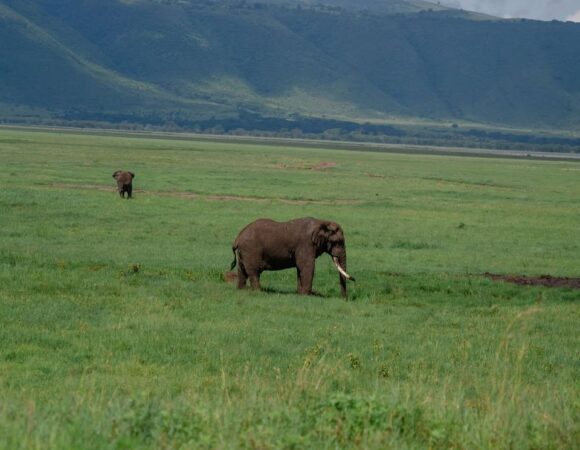 Ngorongoro Crater Big-Five Day Trip