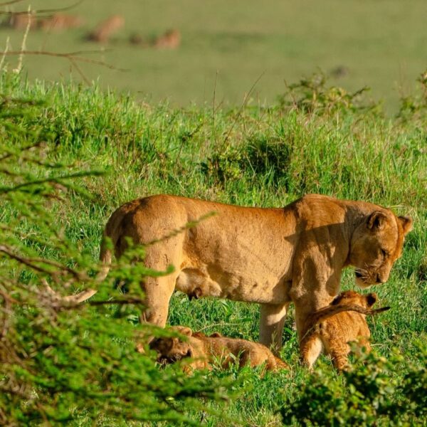 7 Days Tanzania Safari