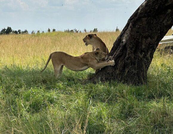 5 Days Tarangire, Ngorongoro & Serengeti Safari