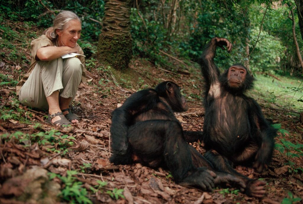 Gombe National Park - Jane Studying Chimpazee