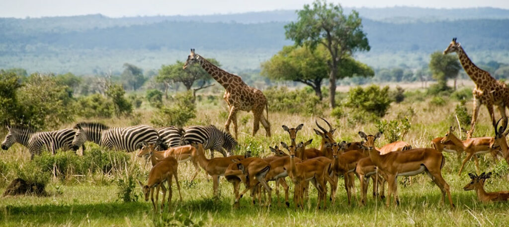 Giraffes and Zebra at Nyerere National park